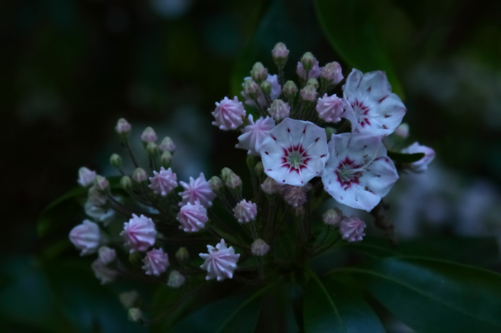 2012 05 20 4241